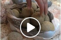 بالفيديو طريقة غش جديدة لزيادة وزن اضاحي العيد