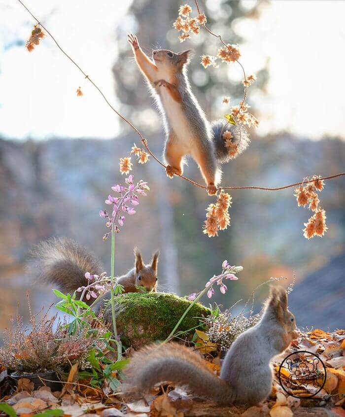 Photographer Captured Squirrels Every Day For Six Years And Here Are The Incredible Results