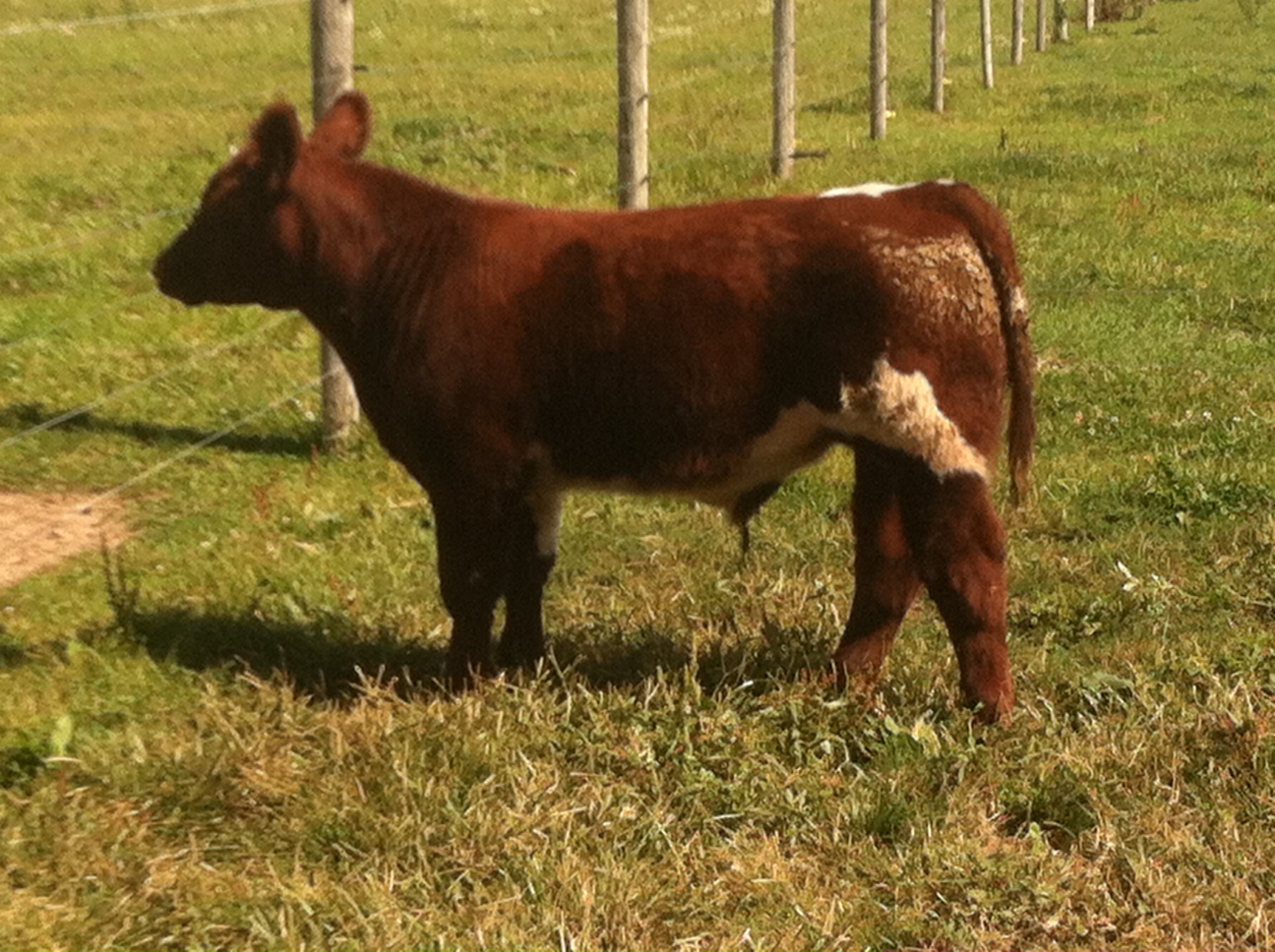 DIAMOND G CATTLE CO. Shorthorn steer for sale!!