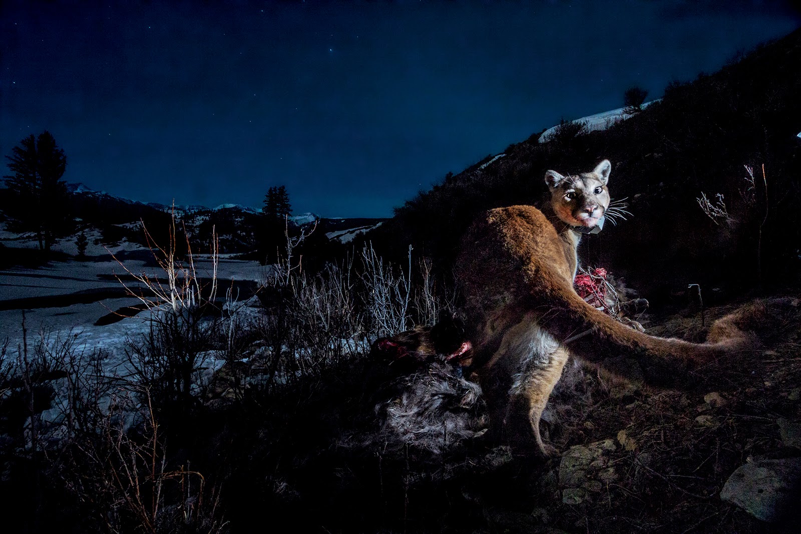 Animals at Night Wallpaper HD Animals Wallpapers Free Download