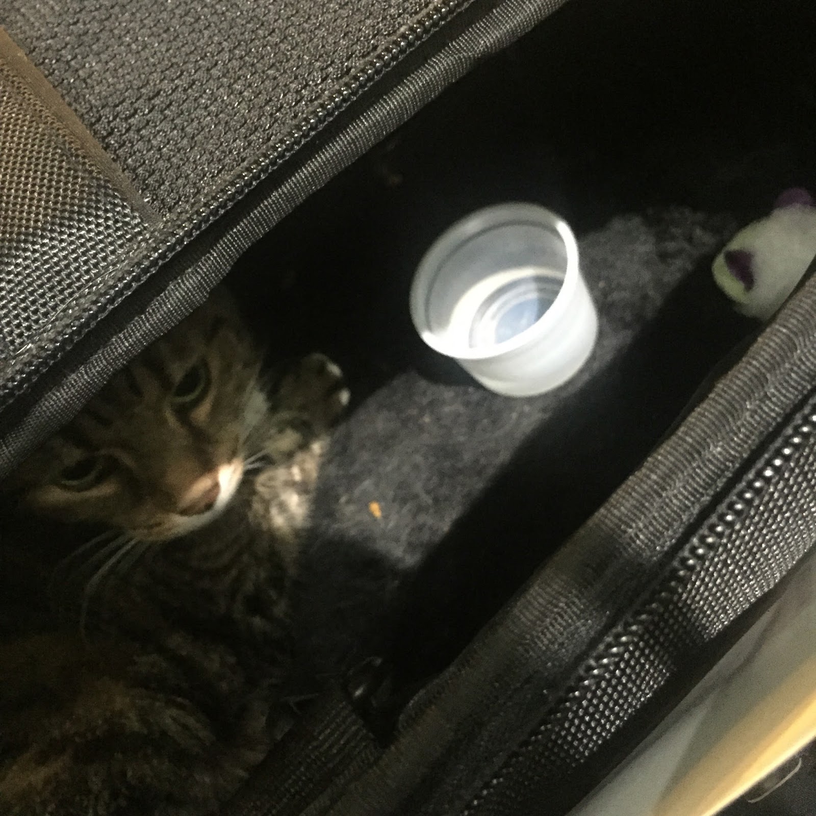 impossible jen traveling with my cat
