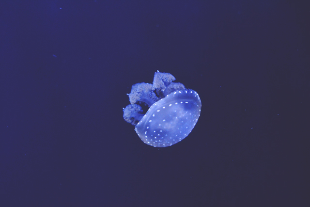 Spotted jellyfish