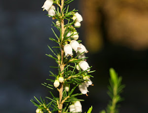 Brezo blanco (Erica lusitanica)flor silvestre blanca