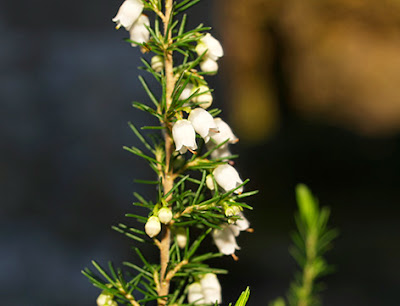 Brezo blanco (Erica lusitanica)flor silvestre blanca