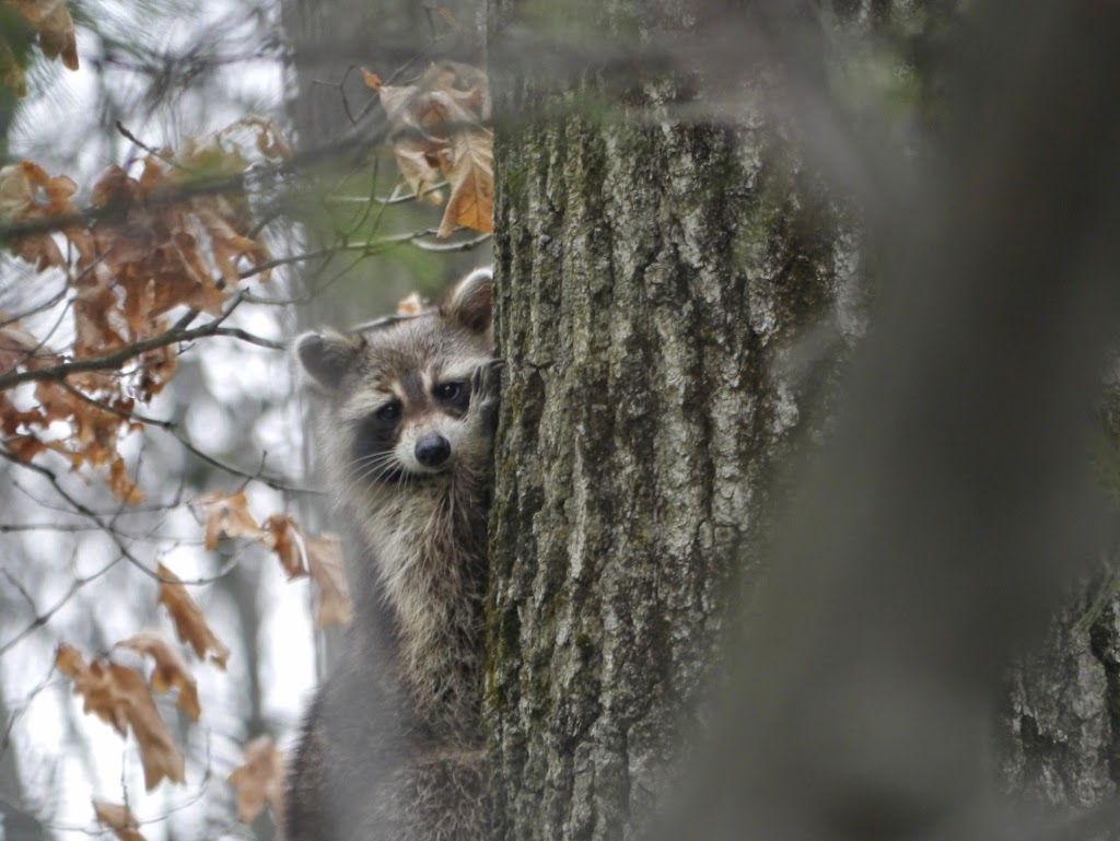 Parc National d'Oka  Québec Racoon