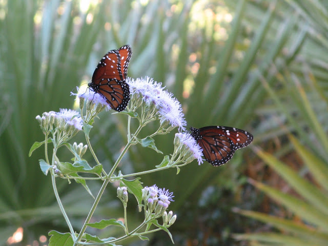 Danaus gilippus, Queen Butterfly Danaus eresimus, Solider Butterfly