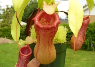 Kantong semar atau Nepenthes (Tropical pitcher plant) - berbagaireviews.com