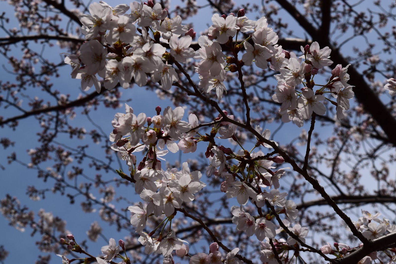 cherry blossom Kyoto