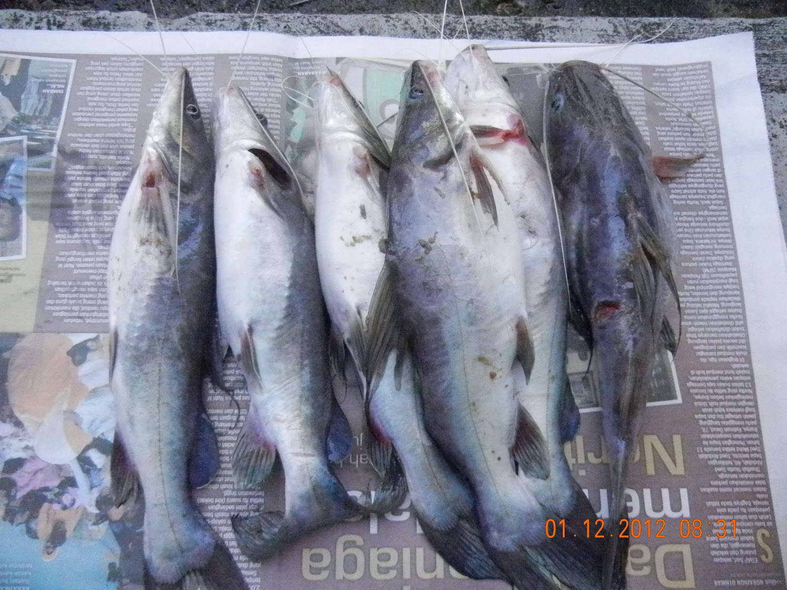Ikan Baung Masak Tempoyak / Resepi Ikan Baung Masak Tempoyak Pahang