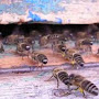 abeilles ventileuses 