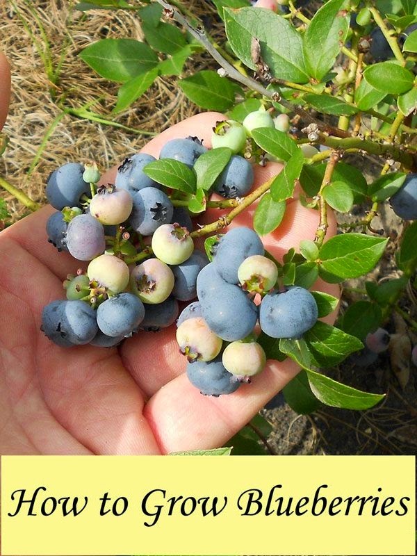 bearded-dragon-diet-fruit-blueberries.jpg