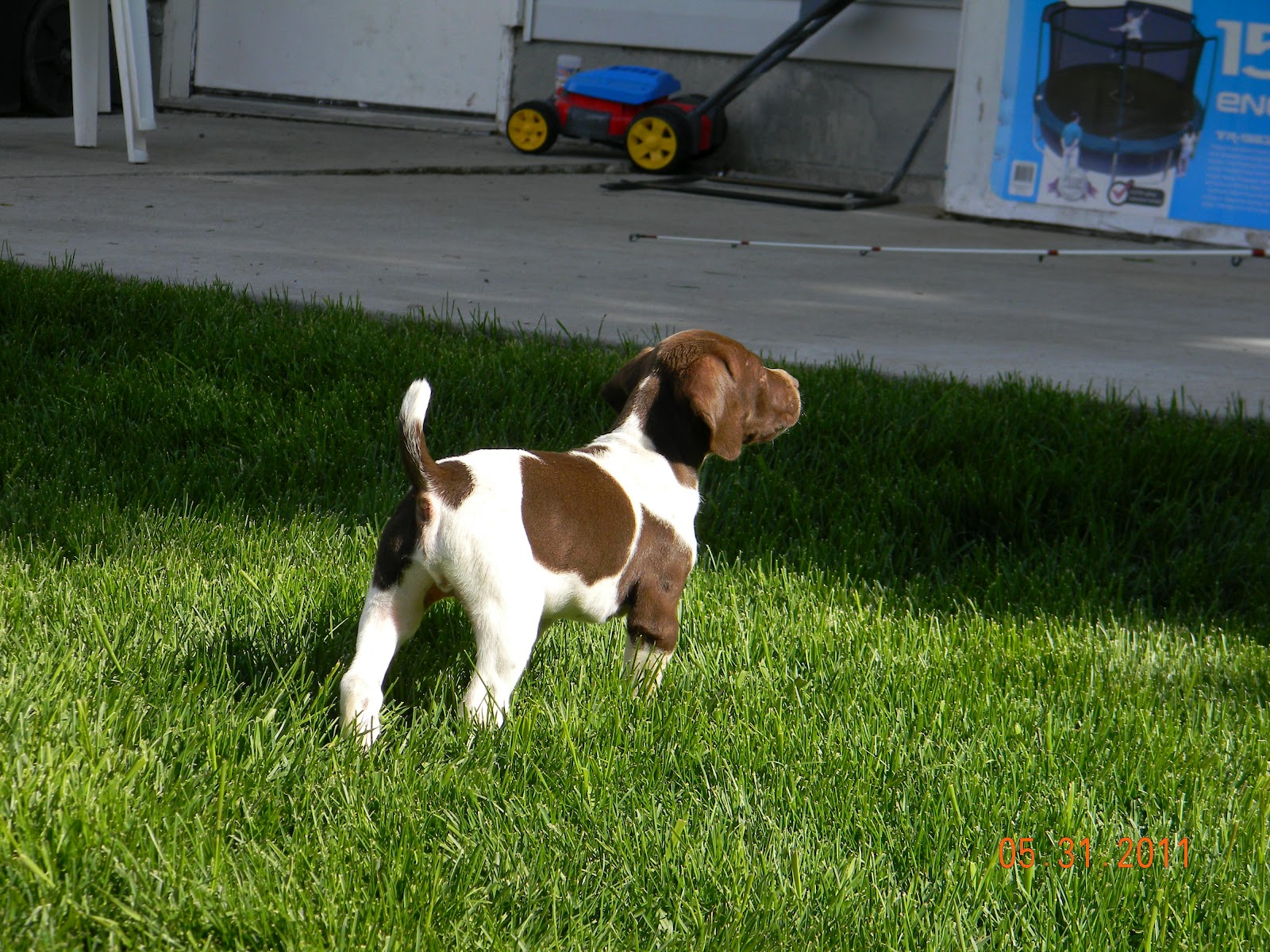 Gunsight Kennels 2012