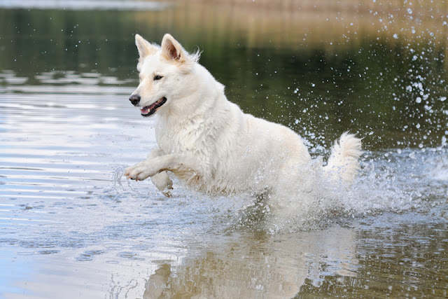 The science of dog training, illustrated by a white GSD in the water
