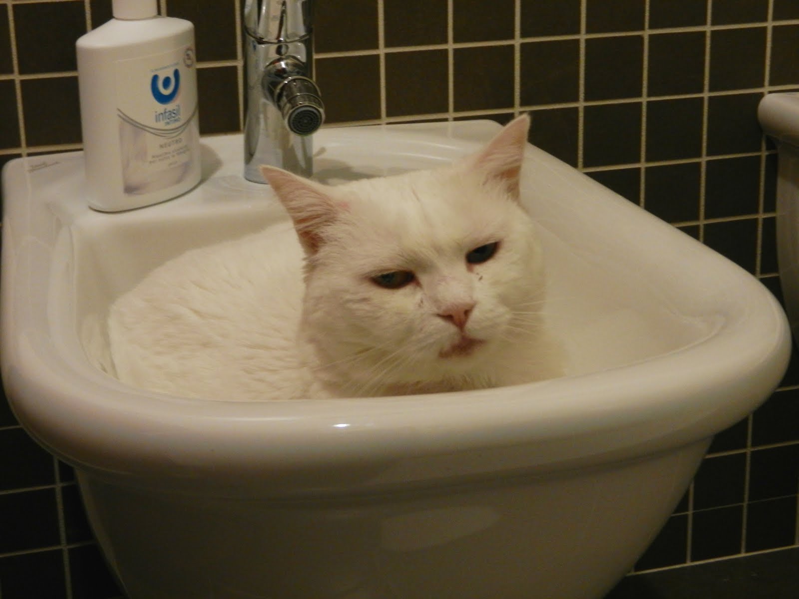Cosa Pensano I Gatti Quando Li Baci