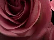 Burgundy Rose Wallpaper (burgundy rose desktop hd wallpaper)