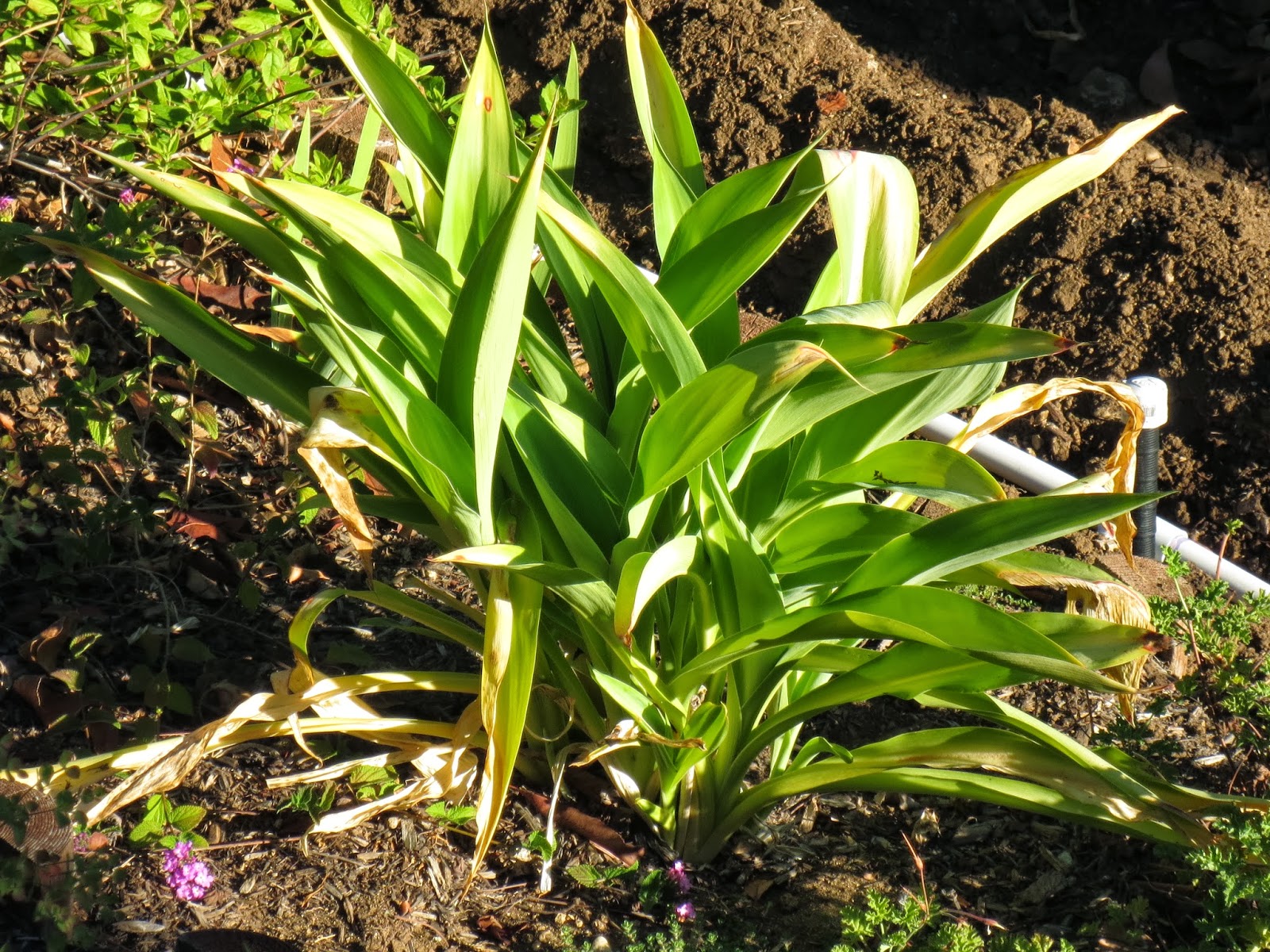 Late to the Garden Party Renga Lilies Everywhere