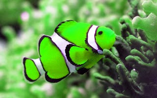 Fishes  Wallpapers hd