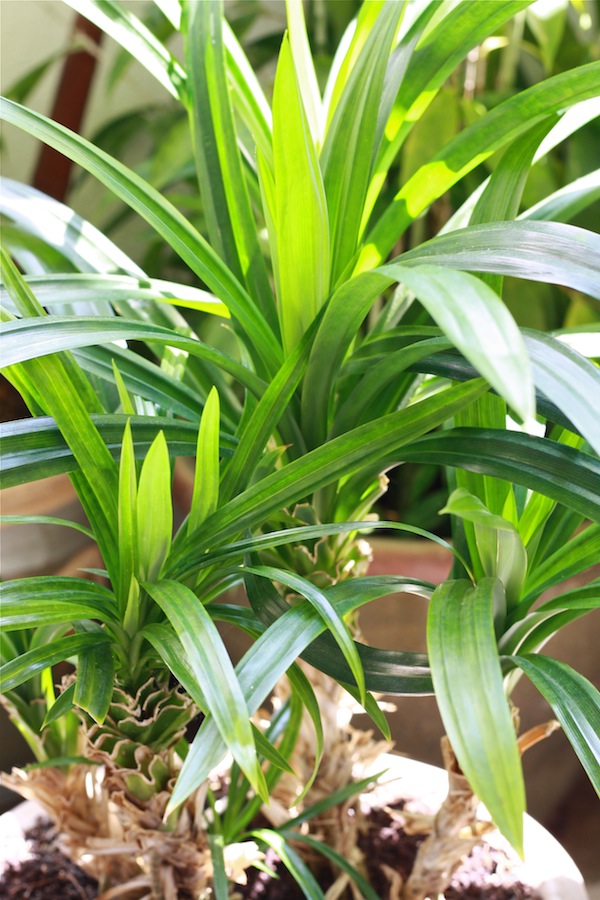 Spices Unearthed Pandan Leaves Screwpine Season With Spice.