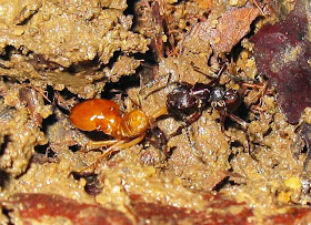 An Odontoponera ant dragging a Macrotermes malaccensis major soldier