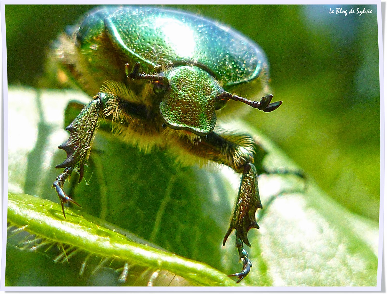 Le Blog de Sylvie Cétoine Dorée