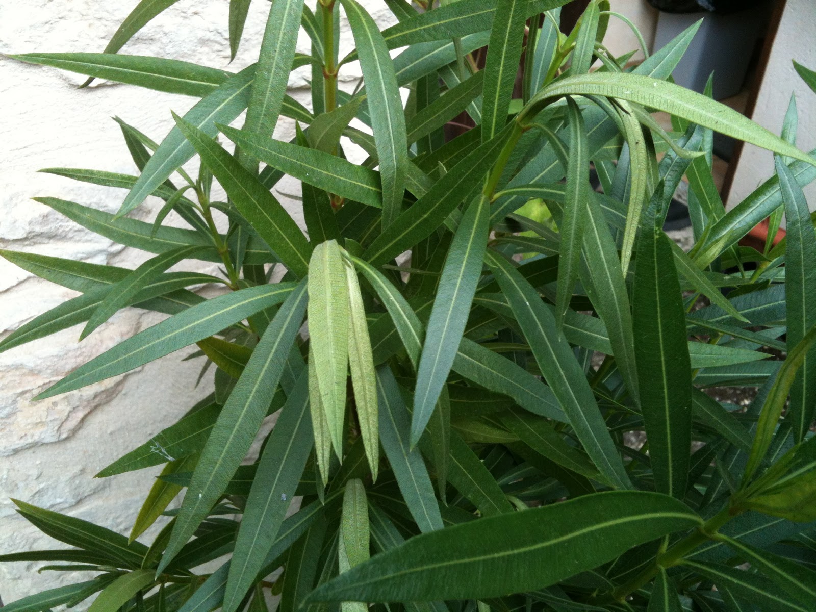 maladie du laurier rose France news collections