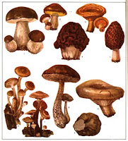 категории грибов