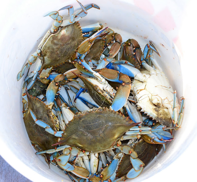 Dina's City Wildlife Adventures Safety Harbor fishing pier Skywatch