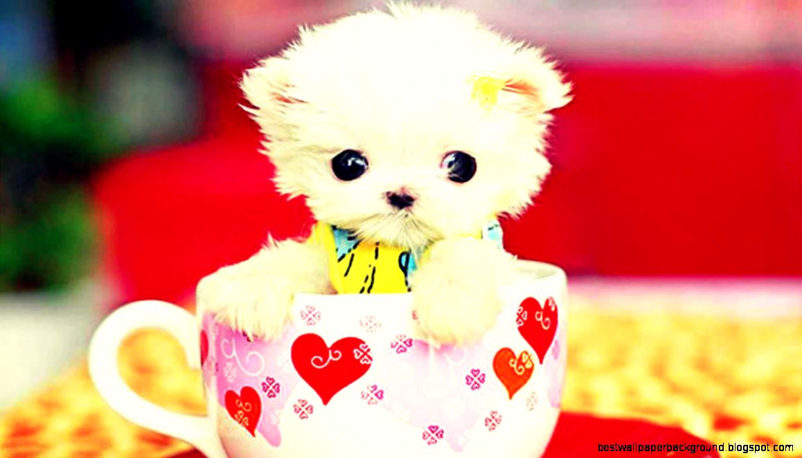 30 Extra Ordinary Cute Hd Wallpapers  DesignOval