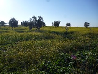 Plena primavera otoñal