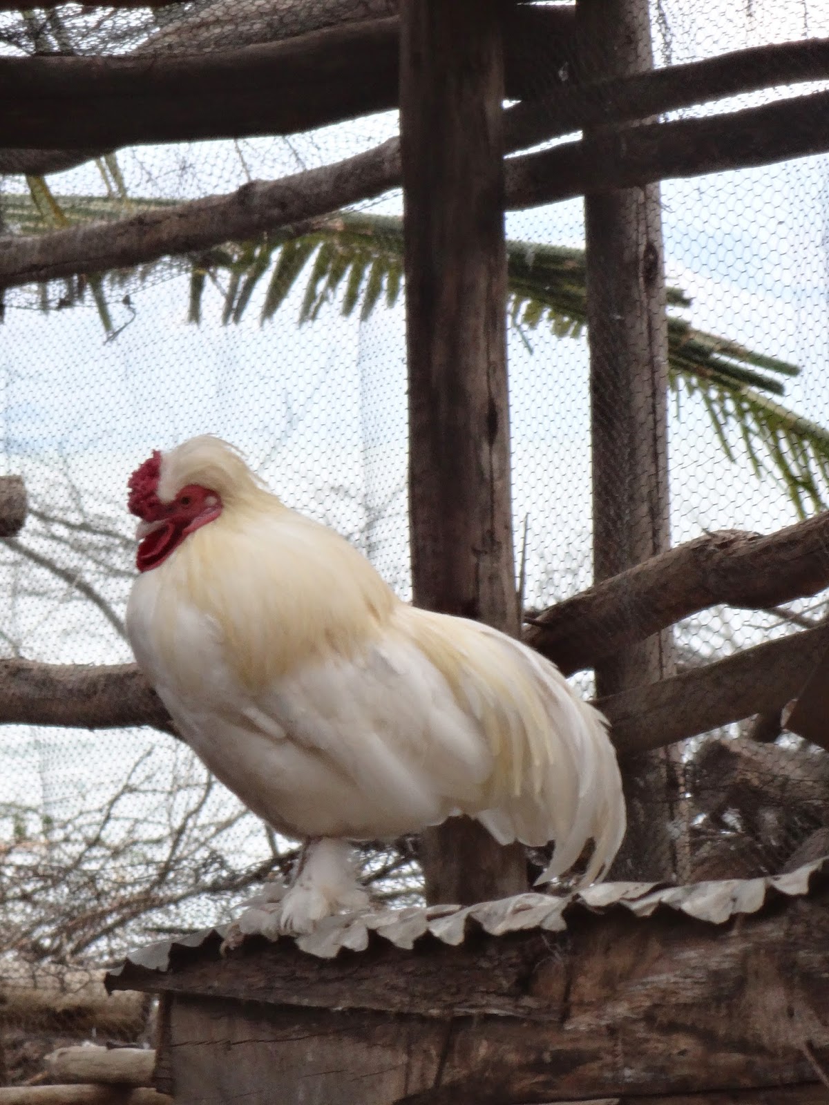 Developments in rural areas across the world The magic chicken or how Kuroilers are about to