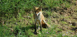 fox guarding chicken coop nutrition usda medicine