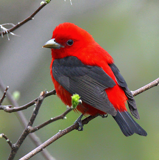 Sekilas Info Tentang Burung (Berita Burung) - Burung Tercantik di Dunia Warna Bulu Mereka Seperti Lukisan yang Indah