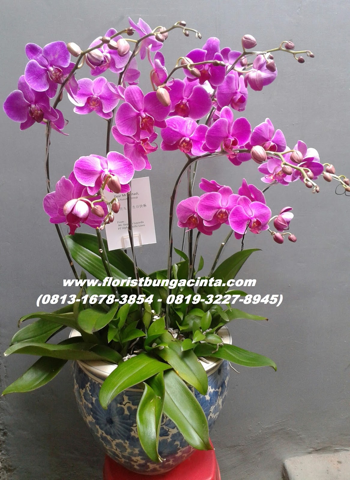 Rusty Florist Jakarta Online Flower Shop Bunga  Anggrek  