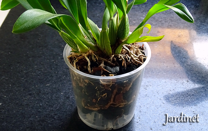 O que você deve saber antes de plantar sua orquídea no carvão - Jardinet