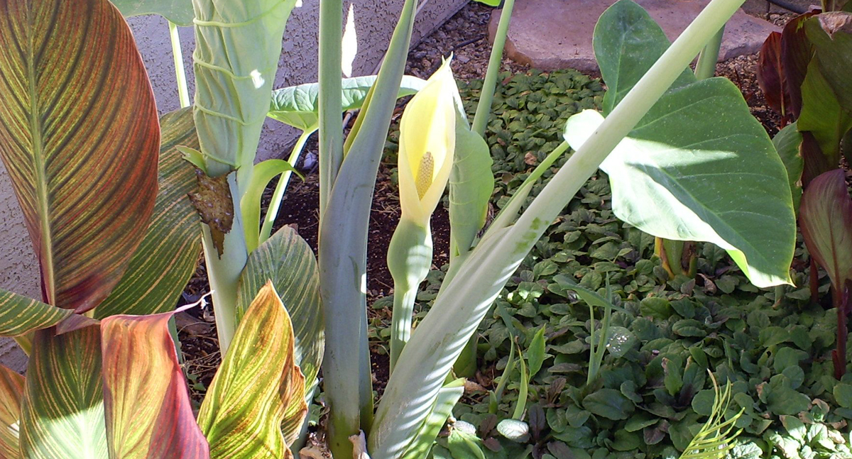 Brad's Tropical Paradise: Elephant Ear flower