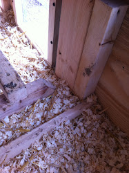 fleas chicken flea coop chickens litter facts got thrive