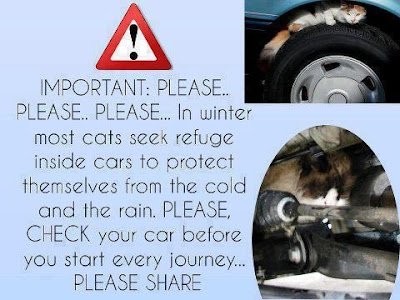Cat Eating Way Faster Cat Eating Way Faster
