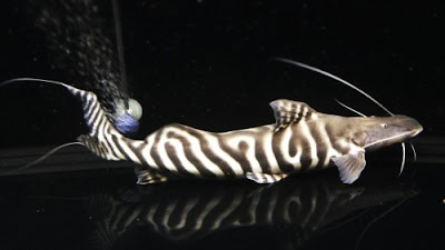 Makanan Tigrinus Catfish