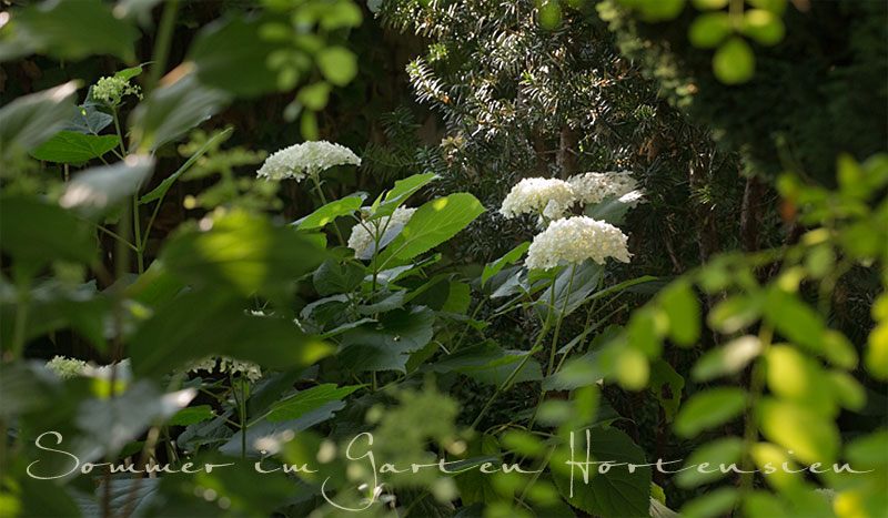 Gartenblog Geniesser-Garten : Hortensien im Garten