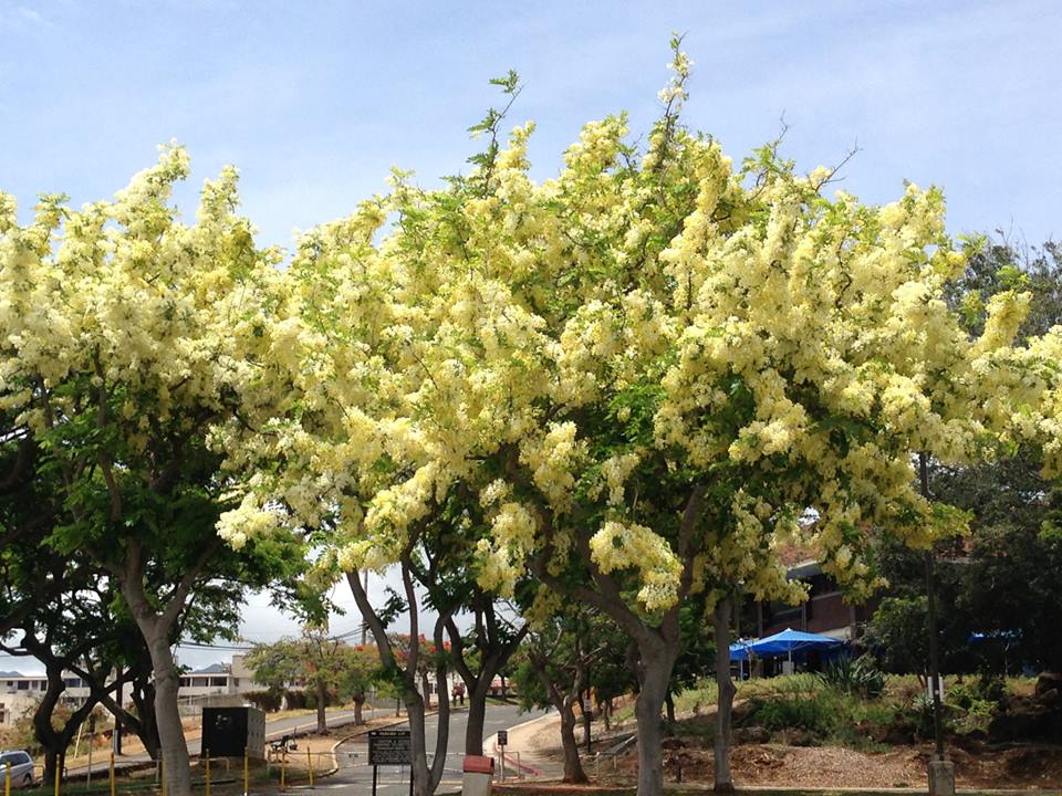 Aloha from Hawaii Rainbow Shower trees in the Rainbow state of Hawaii.