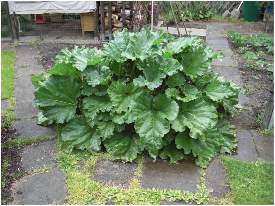 Gartenkuchen Besuch der Offene Garten 2011