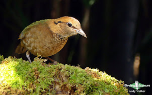 Rusty-naped Pitta