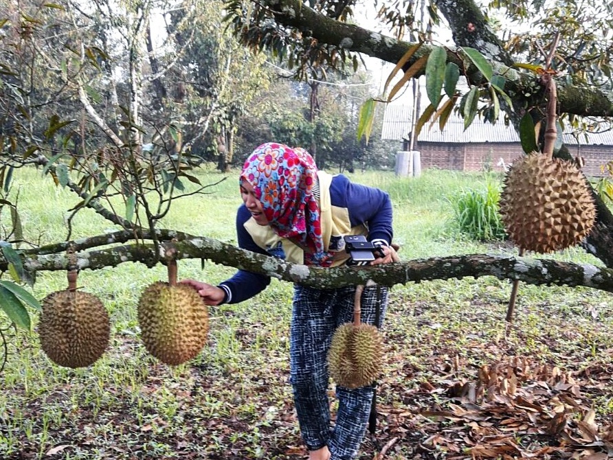 Wisata Kebun Durian di Wagir | Wisata Malang