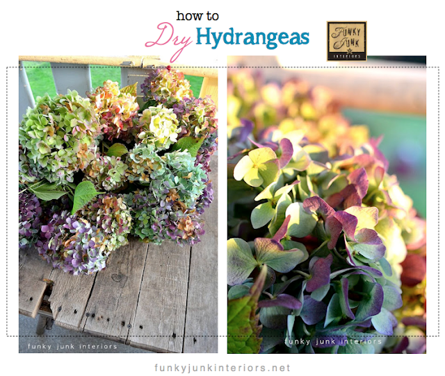 how to harvest and dry multicoloured hydrangeasFunky Junk Interiors