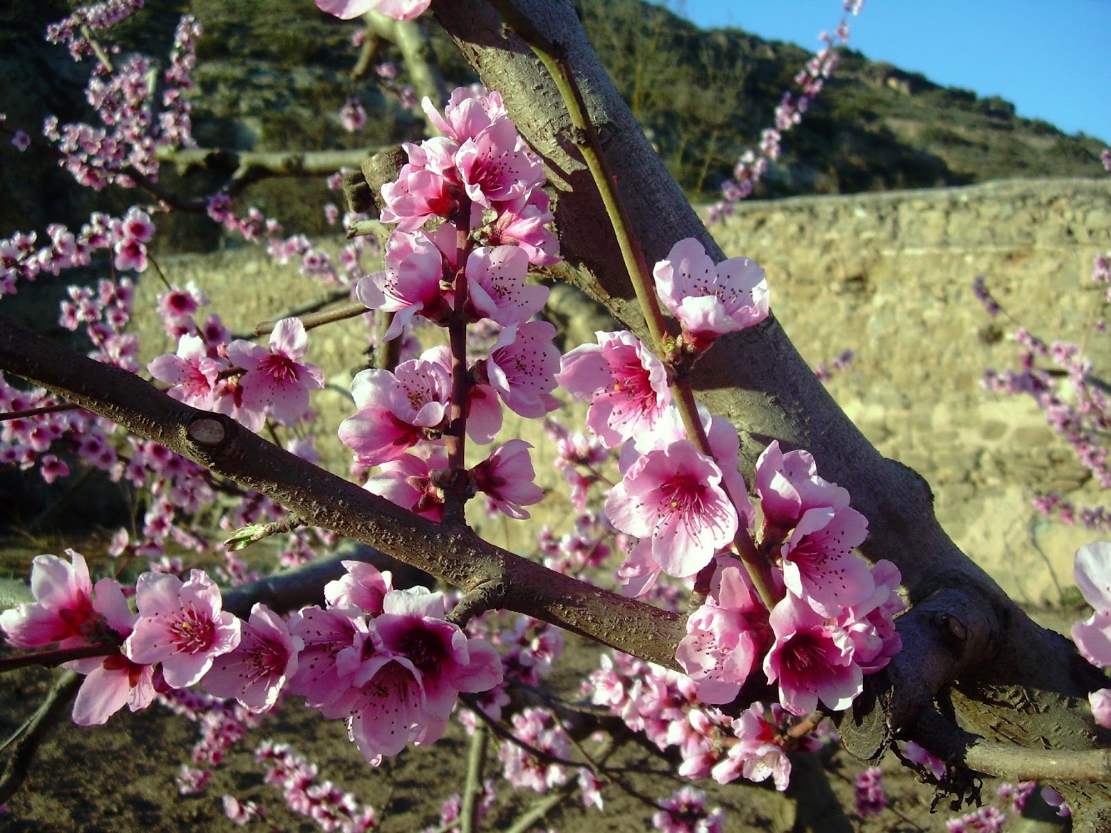 Mirando los detalles Primer día de primavera