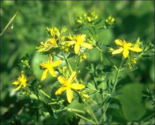 C 2021 How To Make St John S Wort Valerian Tea From Herb Capsules Quick Easy Recipe