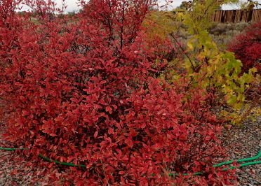 Bush Cherry Stock Photos Bush Cherry Stock Images Alamy