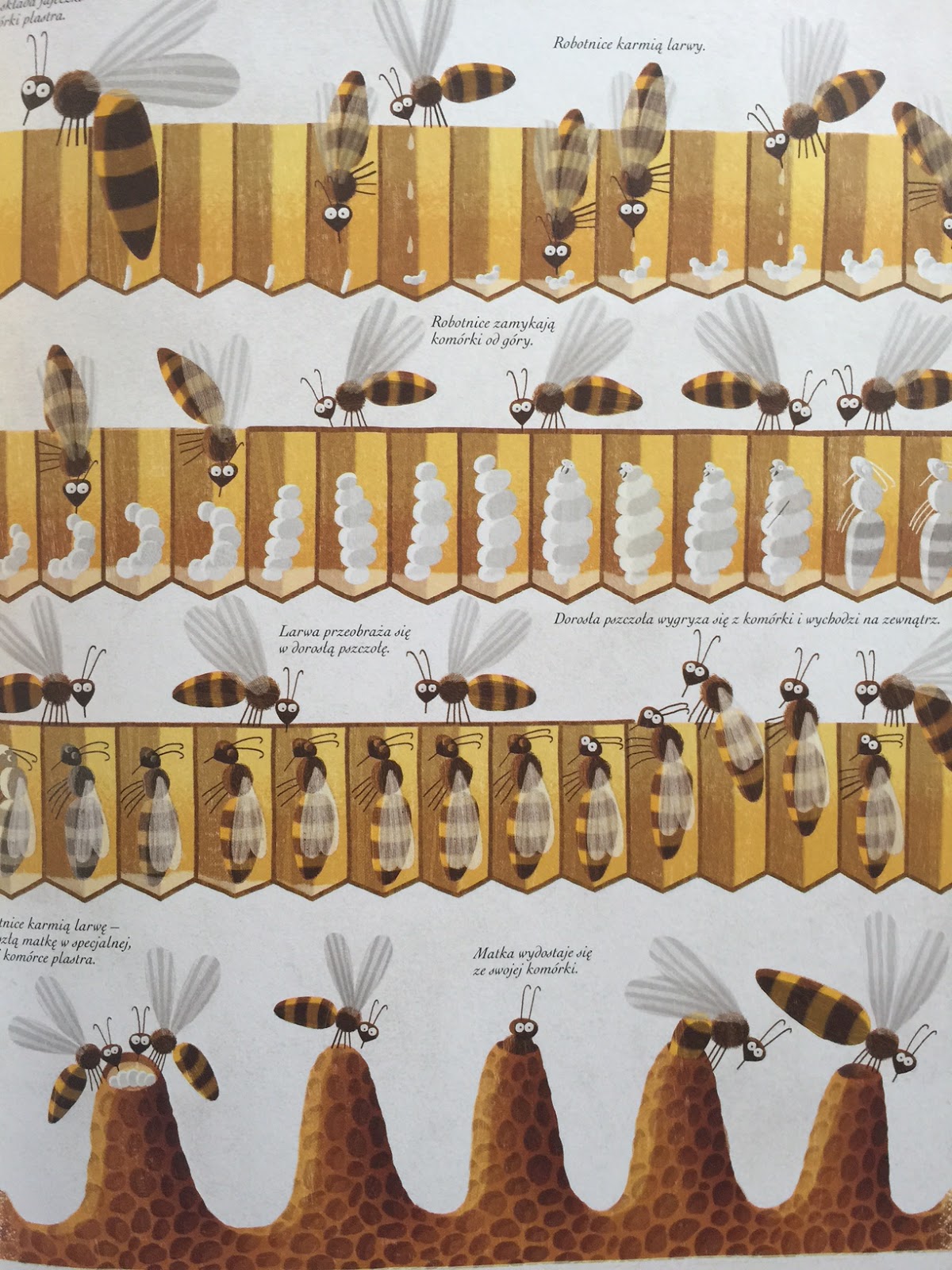 Jaki Procent Długości Swojego życia Pszczoły Przeznaczają Na Wychowanie Ciekawe Dzieci: Pszczoły
