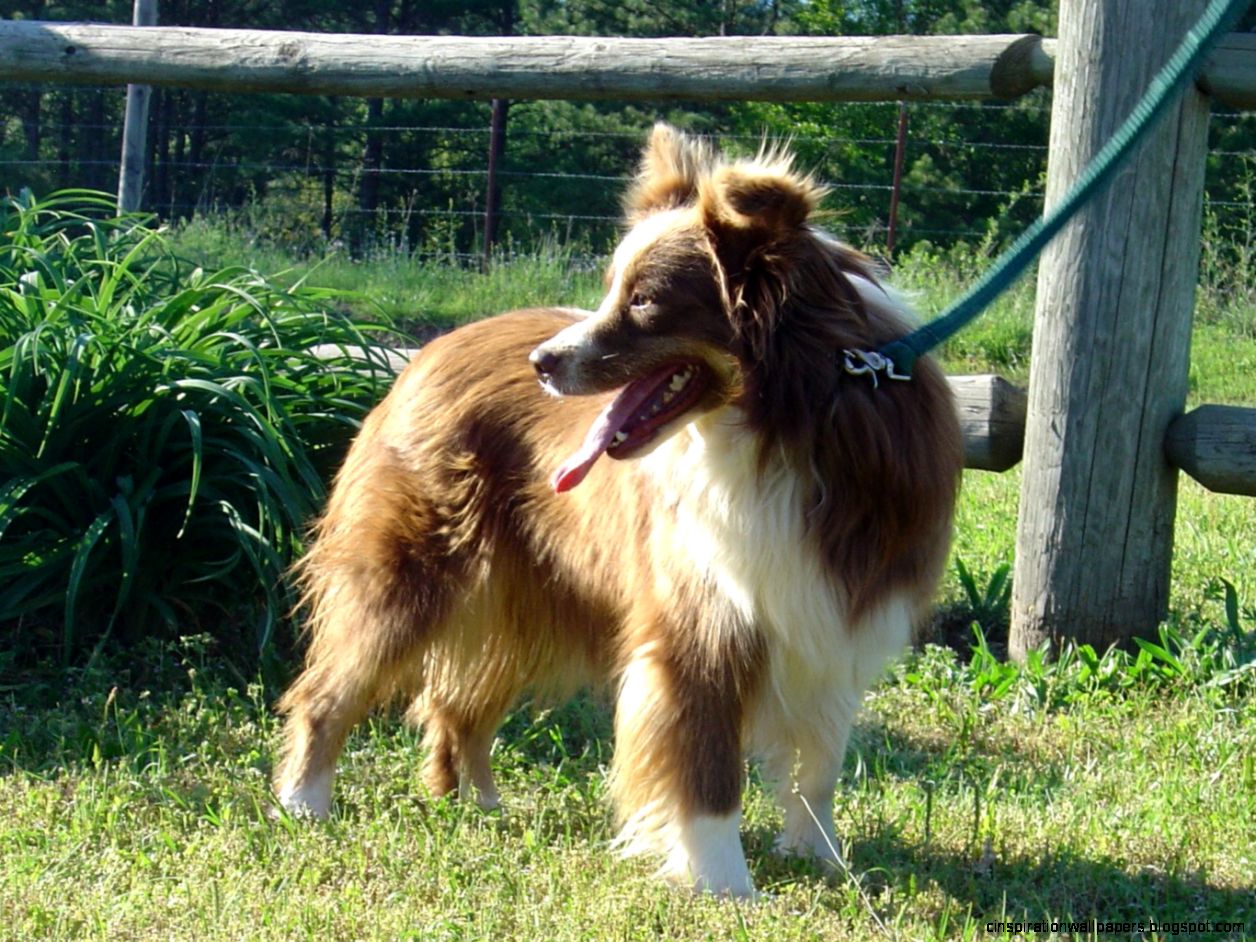 Australian Shepherd Dog