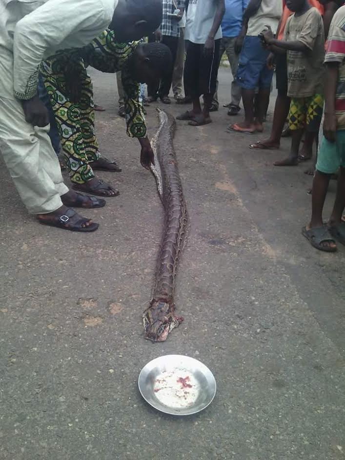 Man kills huge snake in Kwara state (photos)